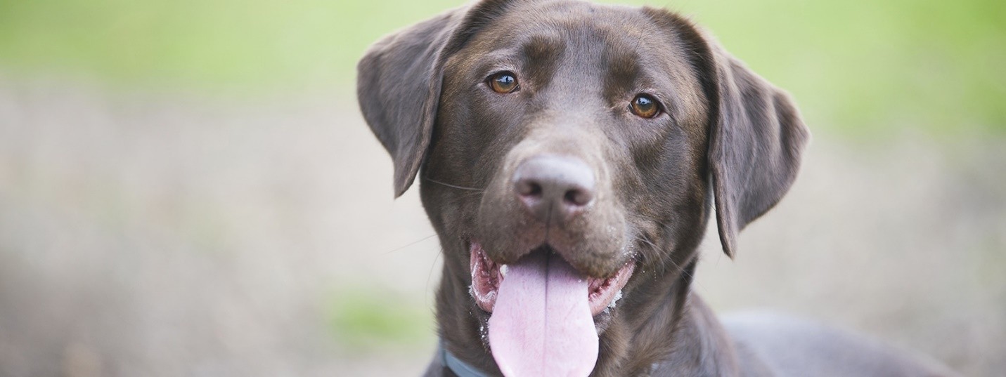 is there a natural option for treating dog lymphoma dog lymphoma